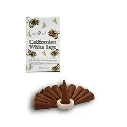 Californian salvie Stamford