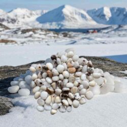 Kryolit med siderit fra grønland